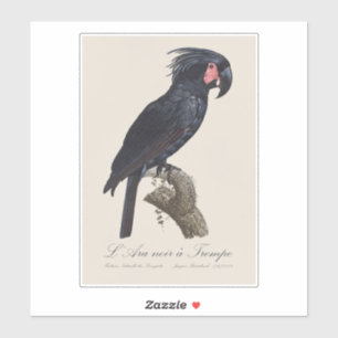 L' Ara Noir a Trompe / Palm Cockatoo Aufkleber