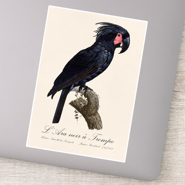 L' Ara Noir a Trompe / Palm Cockatoo Aufkleber (L' Ara Noir a Trompe / Palm Cockatoo. Sticker)