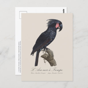 L' Ara Noir a Trompe / Palm Cockatoo Postkarte