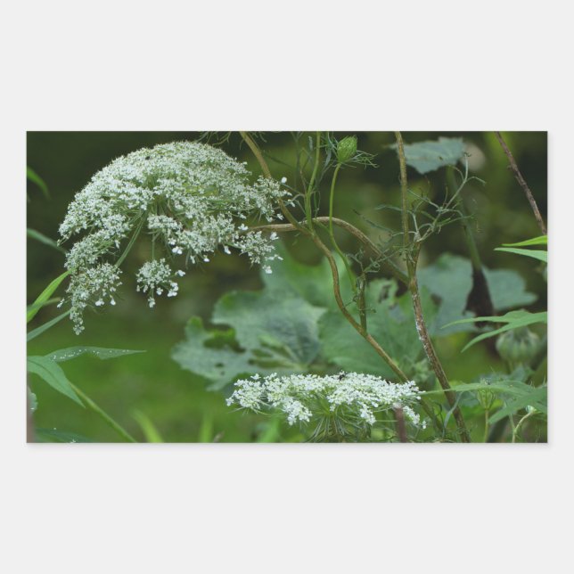 La ce Wildblume von Königin Anne - Daucus carota Rechteckiger Aufkleber (Vorderseite)