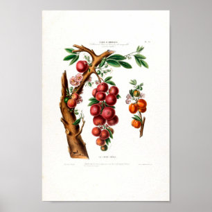 La Cerise Vintag Botanische Flore D Ameriqu Poster
