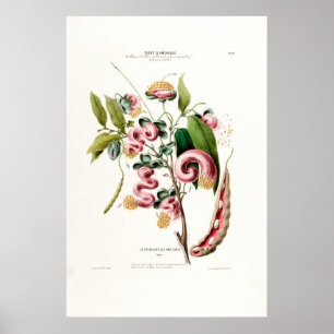 La Chevelure des Amazones Pink Botanical America Poster