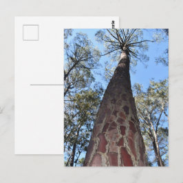 La Gerche Ponderosa Pine Postcard Postkarte