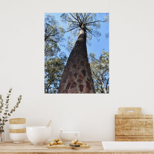 La Gerche Ponderosa Pine Poster