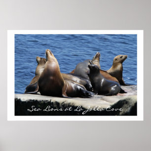 La Jolla Cove Sea Lions Poster