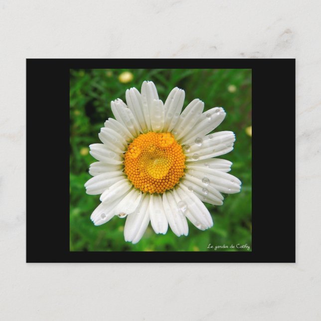 La marguerite postkarte (Vorderseite)