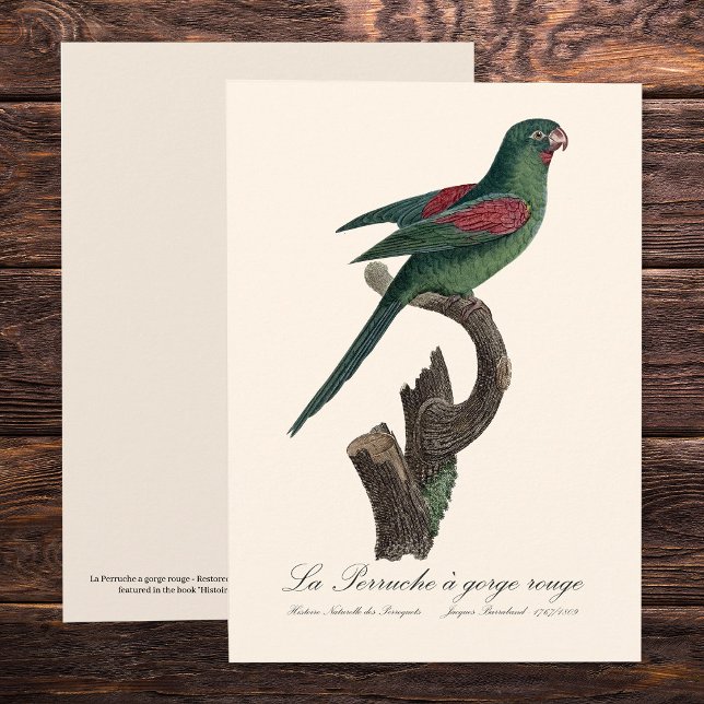 La Perruche a gorge rouge Dankeskarte (Orange-Chinned Parakeet, Brotogeris jugularis. Thank You Card)