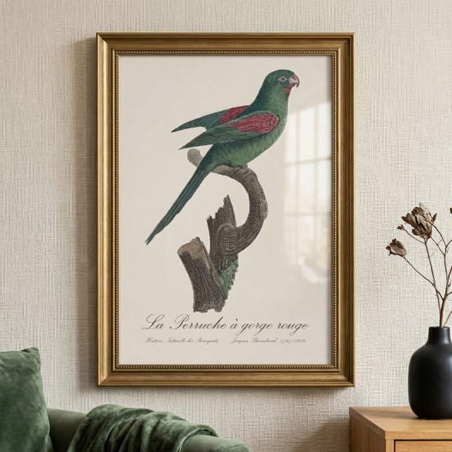 La Perruche a gorge rouge Fotodruck (Orange-Chinned Parakeet, Brotogeris jugularis. Photo Print )