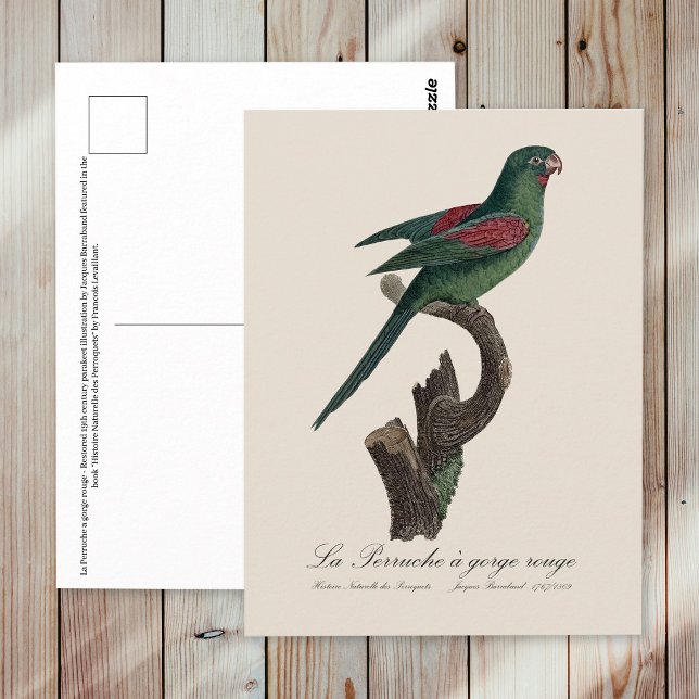 La Perruche a gorge rouge Postkarte (Orange-Chinned Parakeet, Brotogeris jugularis. Postcard)