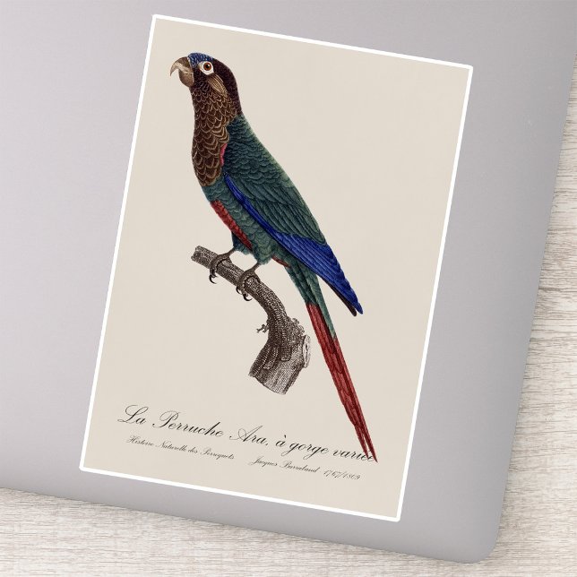 La Perruche Ara, eine Schlucht Aufkleber (The Painted Parakeet, Pyrrhura Picta. Sticker )