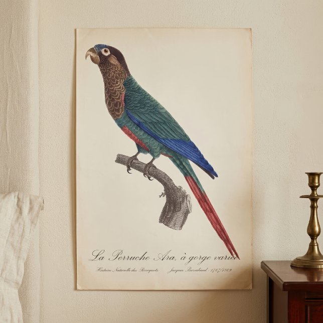 La Perruche Ara, eine Schlucht Poster (The Painted Parakeet, Pyrrhura Picta. Poster)