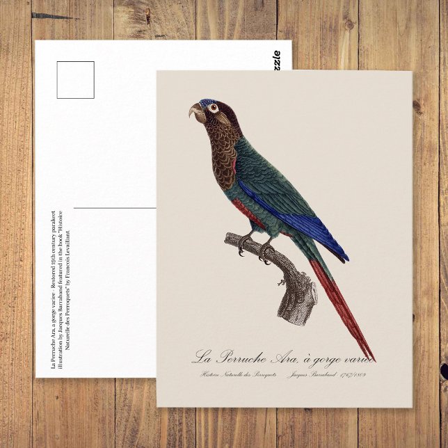 La Perruche Ara, eine Schlucht Postkarte (The Painted Parakeet, Pyrrhura Picta. Postcard)