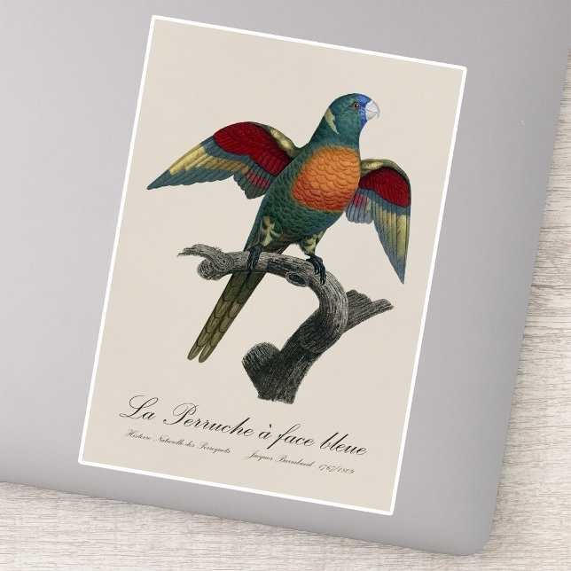 La Perruche, ein Bleistift Aufkleber (Coconut Lorikeet, Trichoglossus haematodus. Sticker )