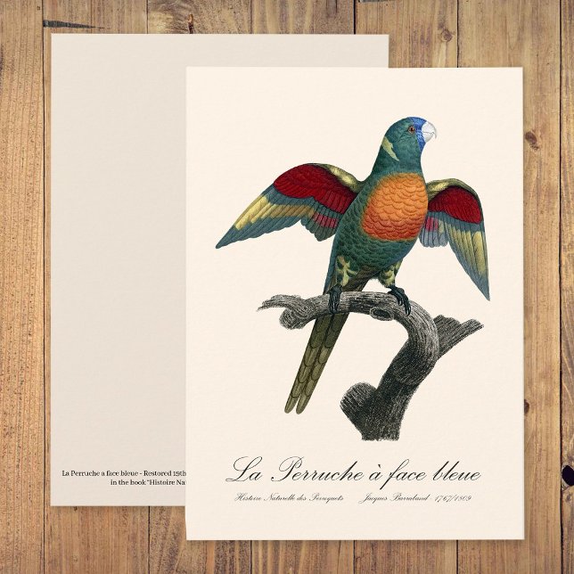 La Perruche, ein Bleistift Dankeskarte (Coconut Lorikeet, Trichoglossus haematodus. Thank You Card)