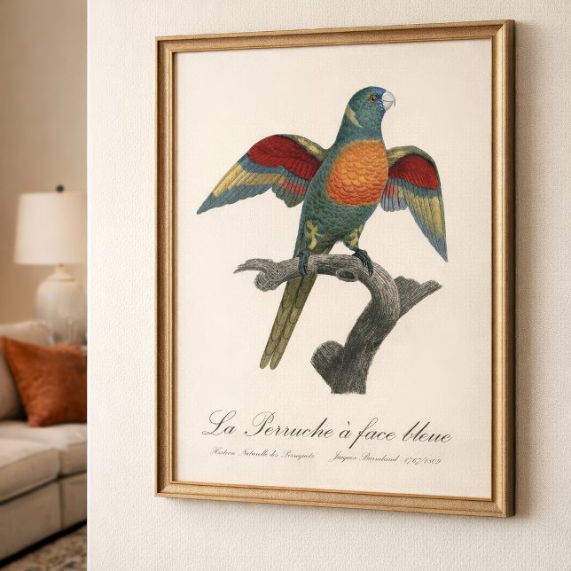 La Perruche, ein Bleistift Fotodruck (Coconut Lorikeet, Trichoglossus haematodus. Photo Print)