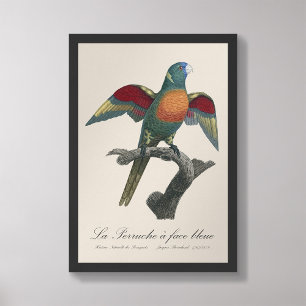 La Perruche, ein Bleistift Fotodruck