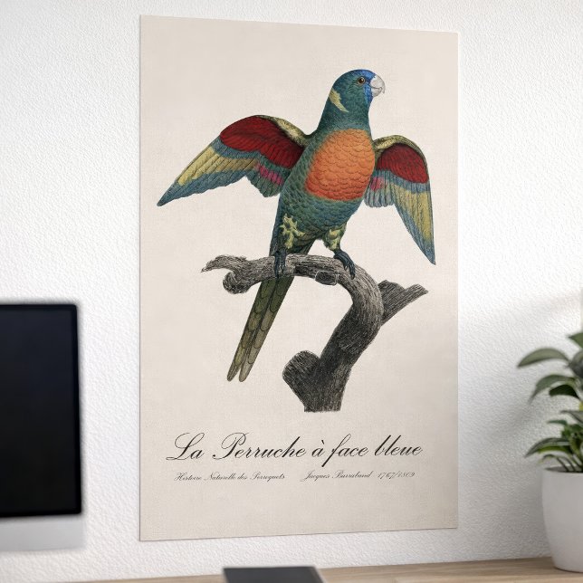 La Perruche, ein Bleistift Poster (Coconut Lorikeet, Trichoglossus haematodus. Poster)