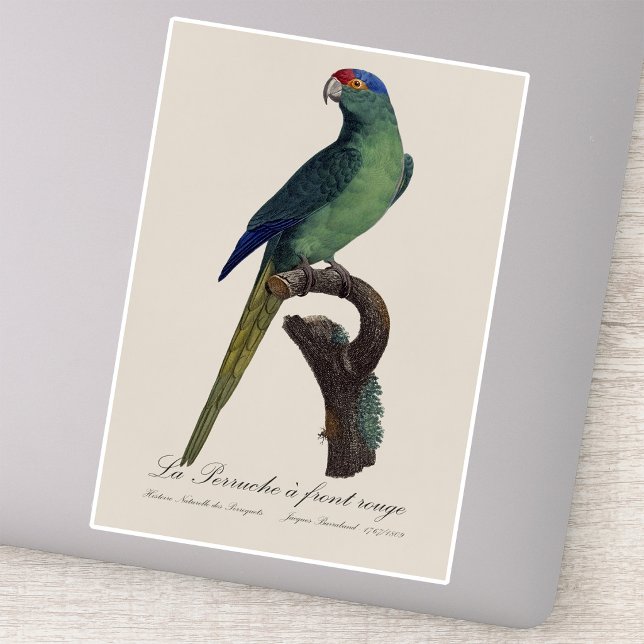 La Perruche - eine Vorfahrt Aufkleber (Orange-Fronted Parakeet, Eupsittula Canicularis. Sticker)