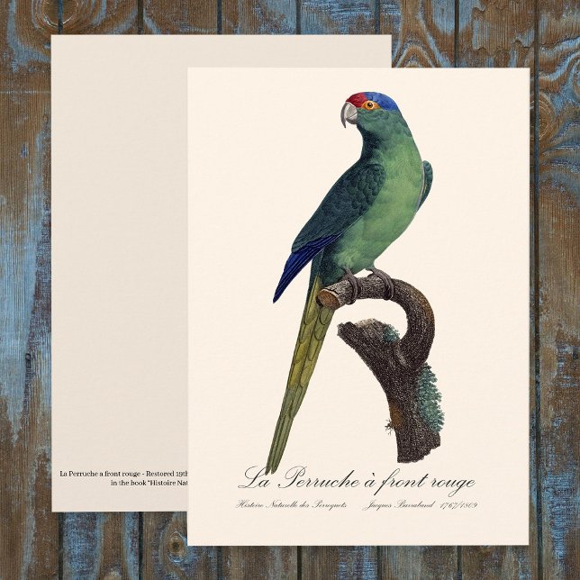 La Perruche - eine Vorfahrt Dankeskarte (Orange-Fronted Parakeet, Eupsittula Canicularis. Thank You Card )