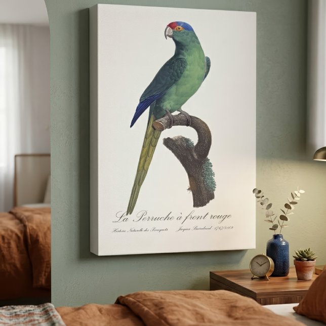 La Perruche - eine Vorfahrt Leinwanddruck (Orange-Fronted Parakeet, Eupsittula Canicularis. Canvas Print)