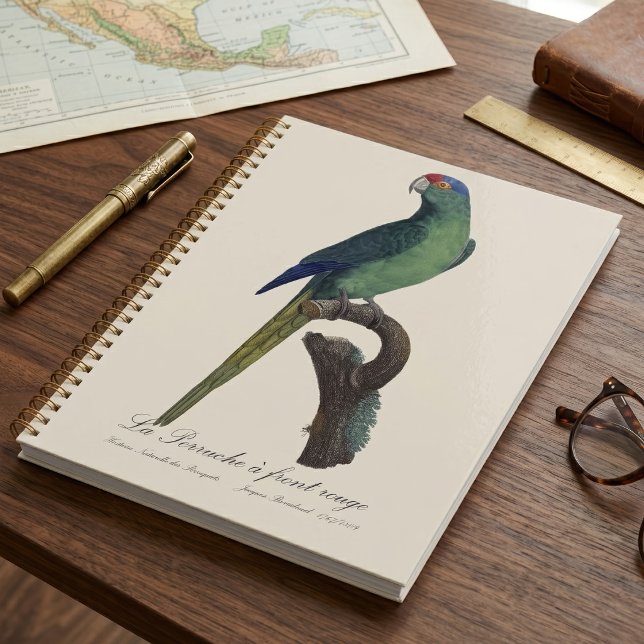 La Perruche - eine Vorfahrt Planer (Orange-Fronted Parakeet, Eupsittula Canicularis. Planner)