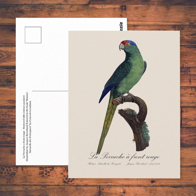 La Perruche - eine Vorfahrt Postkarte (Orange-Fronted Parakeet, Eupsittula Canicularis. Postcard)