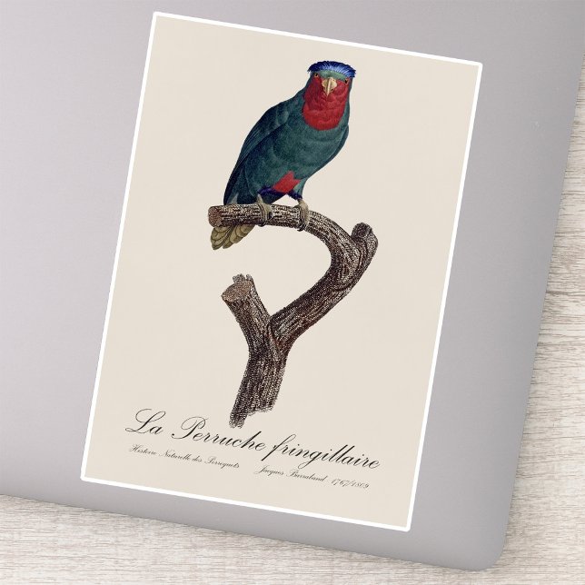 La Perruche fringillaire Aufkleber (Blue-Crowned Lorikeet, Vini Australis. Sticker)