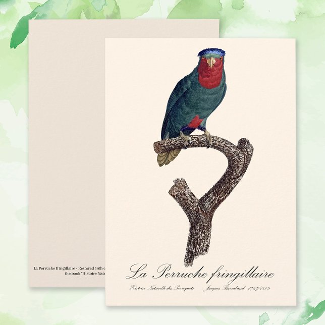 La Perruche fringillaire Dankeskarte (Blue-Crowned Lorikeet, Vini Australis. Thank You Card)