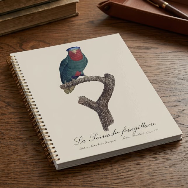 La Perruche fringillaire Planer (Blue-Crowned Lorikeet, Vini Australis. Planner)