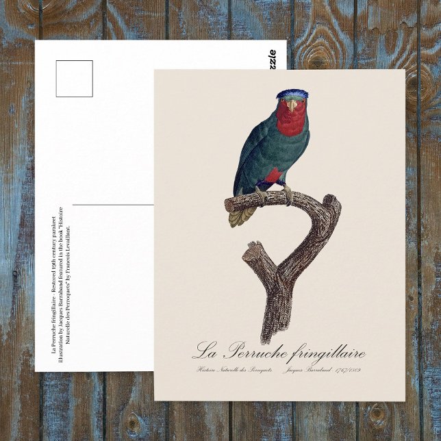 La Perruche fringillaire Postkarte (Blue-Crowned Lorikeet, Vini Australis. Postcard)