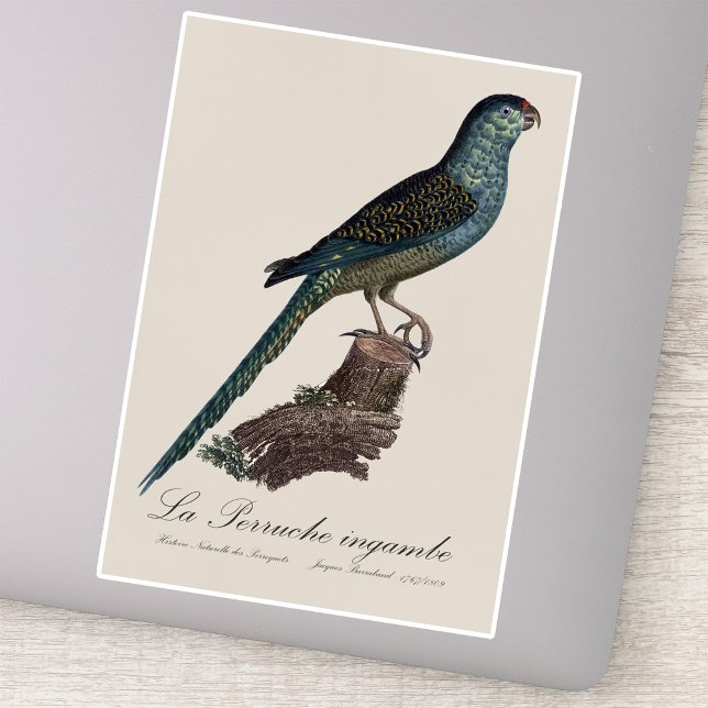 La Perruche ingambe Aufkleber (Ground Parrot or Swamp Parrot, Pezoporus Wallicus. Sticker)