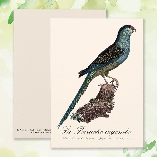 La Perruche ingambe Dankeskarte (Ground Parrot or Swamp Parrot, Pezoporus Wallicus. Thank You Card )