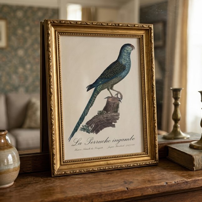 La Perruche ingambe Fotodruck (Ground Parrot or Swamp Parrot, Pezoporus Wallicus. Photo Print)