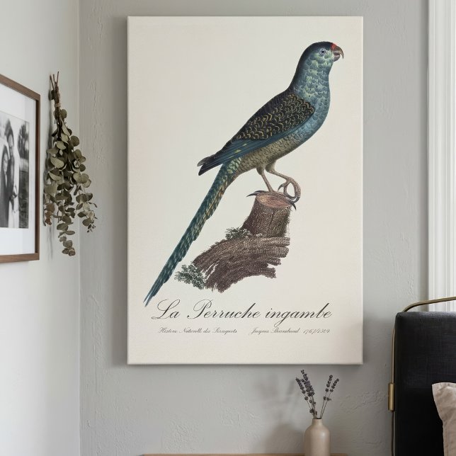 La Perruche ingambe Leinwanddruck (Ground Parrot or Swamp Parrot, Pezoporus Wallicus. Canvas Print)