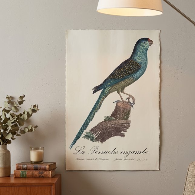 La Perruche ingambe Poster (Ground Parrot or Swamp Parrot, Pezoporus Wallicus. Poster)