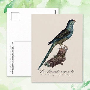 La Perruche ingambe Postkarte