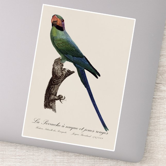 La Perruche ist ein einzigartiger Ort für Joues Aufkleber (Long-Tailed Parakeet, Psittacula Longicauda. Sticker)