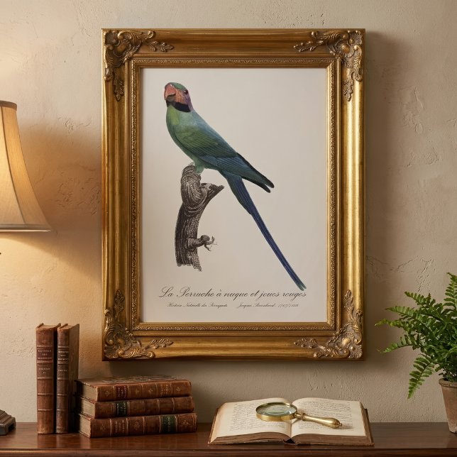 La Perruche ist ein einzigartiger Ort für Joues Fotodruck (Long-Tailed Parakeet, Psittacula Longicauda. Photo Print)