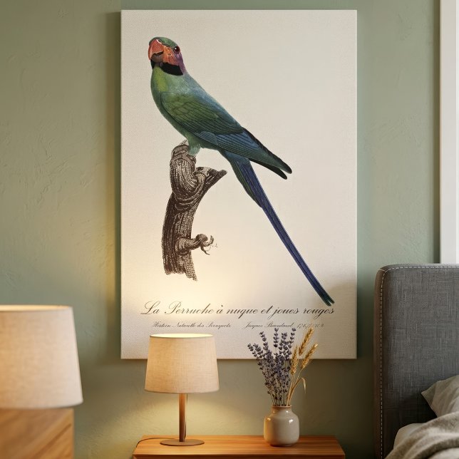 La Perruche ist ein einzigartiger Ort für Joues Leinwanddruck (Long-Tailed Parakeet, Psittacula Longicauda. Canvas Print)