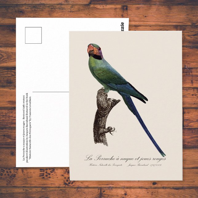 La Perruche ist ein einzigartiger Ort für Joues Postkarte (Long-Tailed Parakeet, Psittacula Longicauda. Postcard)