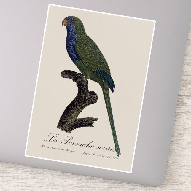 La Perruche souris / Monk Parakeet Aufkleber (Monk Parakeet or Monk Parrot, Myiopsitta Monachus. Sticker)