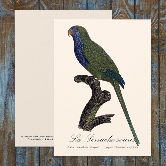 La Perruche souris / Monk Parakeet Dankeskarte (Monk Parakeet or Monk Parrot, Myiopsitta Monachus. Thank You Card)