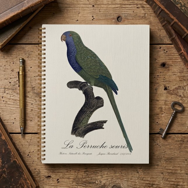 La Perruche souris / Monk Parakeet Planer (Monk Parakeet or Monk Parrot, Myiopsitta Monachus. Planner)