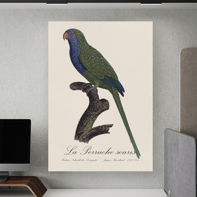 La Perruche souris / Monk Parakeet Poster (Monk Parakeet or Monk Parrot, Myiopsitta Monachus. Poster )