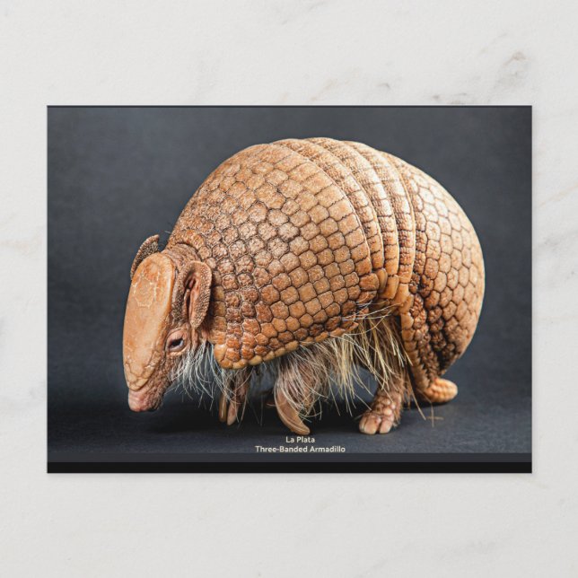 La Plata Three-Banded Armadillo Postkarte (Vorderseite)