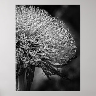 La Pluie Noir - Dandelion Poster