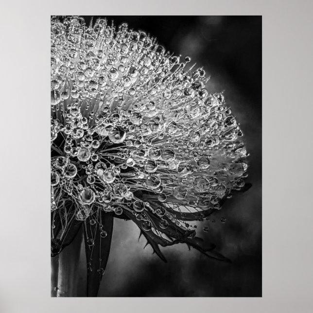 La Pluie Noir - Dandelion Poster (Vorne)