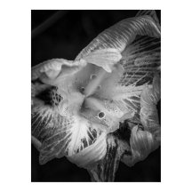 La Pluie Noir - Lily, transparent