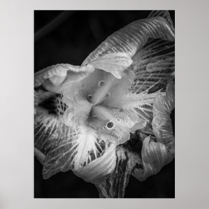 La Pluie Noir - Lily, transparent Poster