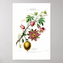 La Pomme Grenadille Pink Vintag Flore D Am Poster